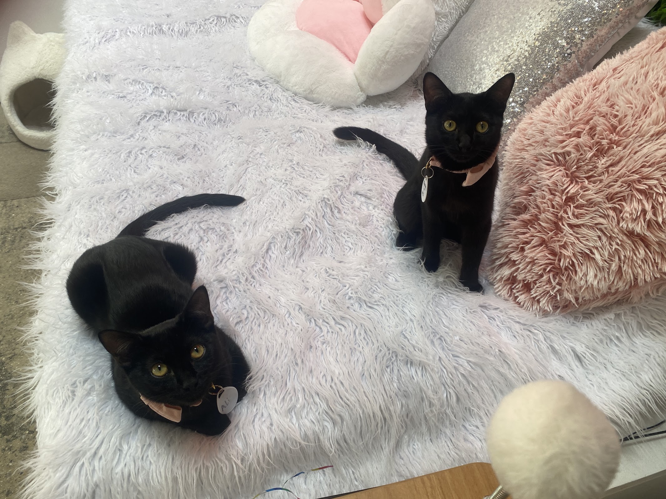 Crumbs & Whiskers | Kitten & Cat Cafe photo 2