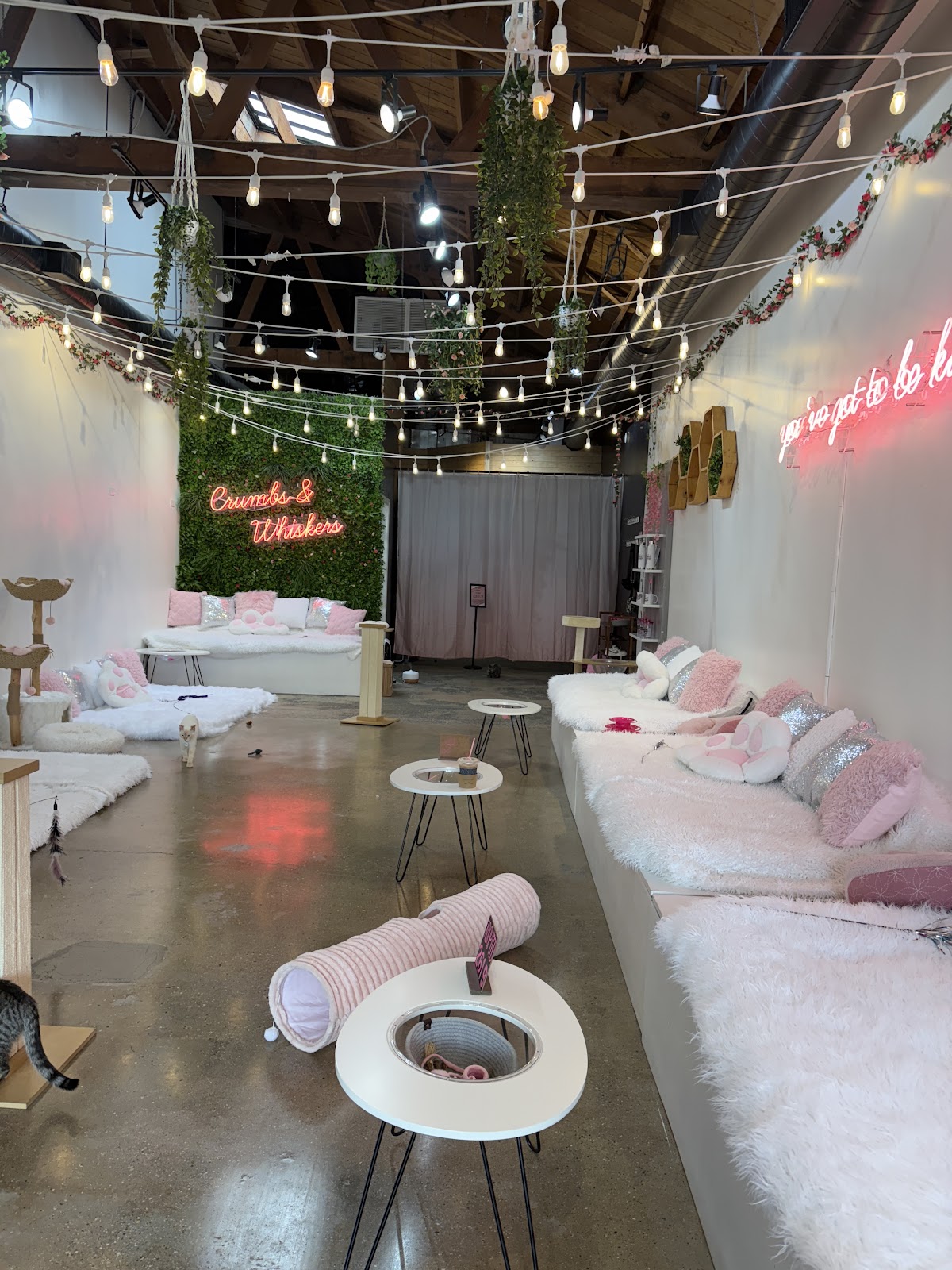 Crumbs & Whiskers | Kitten & Cat Cafe photo 3